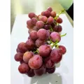Masarap na Sariwang Pulang Ubas sa Perpektong Kondisyon