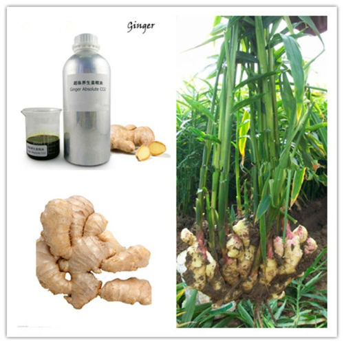 Supercritical CO2 Ginger Essential Oil Gingerol