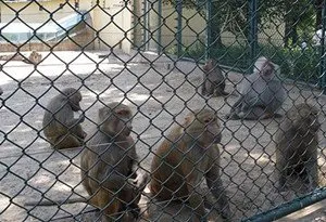 factory supply high quality anping hexagonal mesh