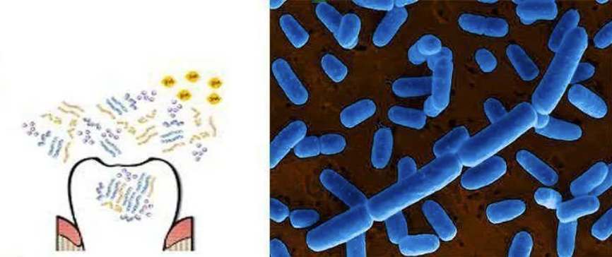 Lactobacillus Salivarius.2