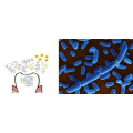 100billion Inhibit Oral Bacteria Lactobacillus Salivarius
