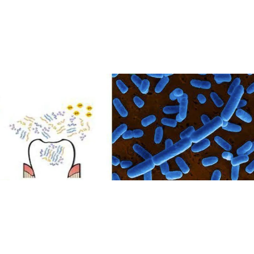 100billion Inhibit Oral Bacteria Lactobacillus Salivarius