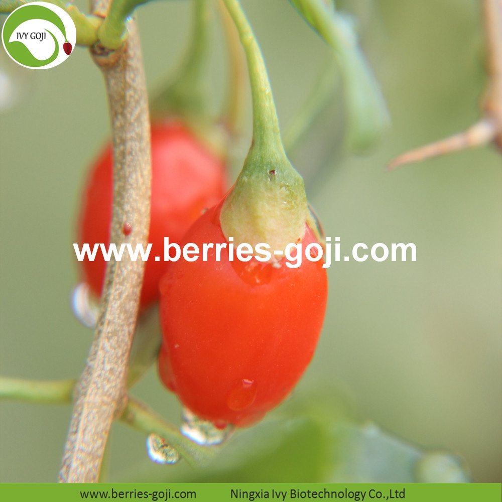 Goji Berries