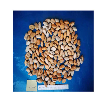 boiled frozen iqf cooking frozen mussel meat products detail fresh mussel detail