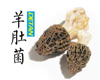 Morels Conica