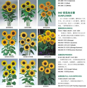 Top grade flower seeds sunflower seeds for Growing