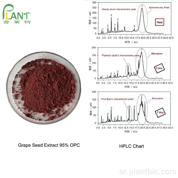 مسحوق مستخلص بذور العنب الطبيعي المضاد للأكسدة OPC