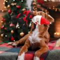 Squeaker Santa Squeaky Toys ile Noel Oyuncakları