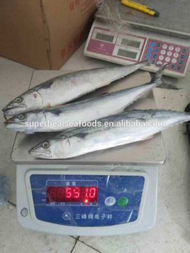 Cheap Price For Sea Frozen Fish Spanish Mackerel