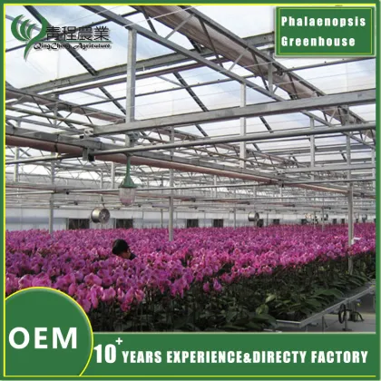 Phalaenopsis Greenhouse for Orchid Cultivation