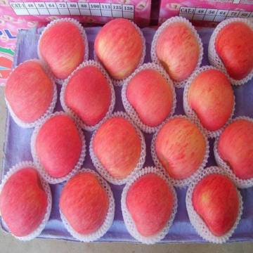 We Export Fresh Red Delicious Apple Fruit Fresh Apple as Factory