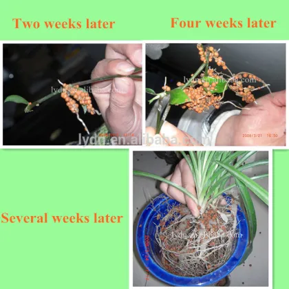 live aquatic plants clay ball for aquarium systerm