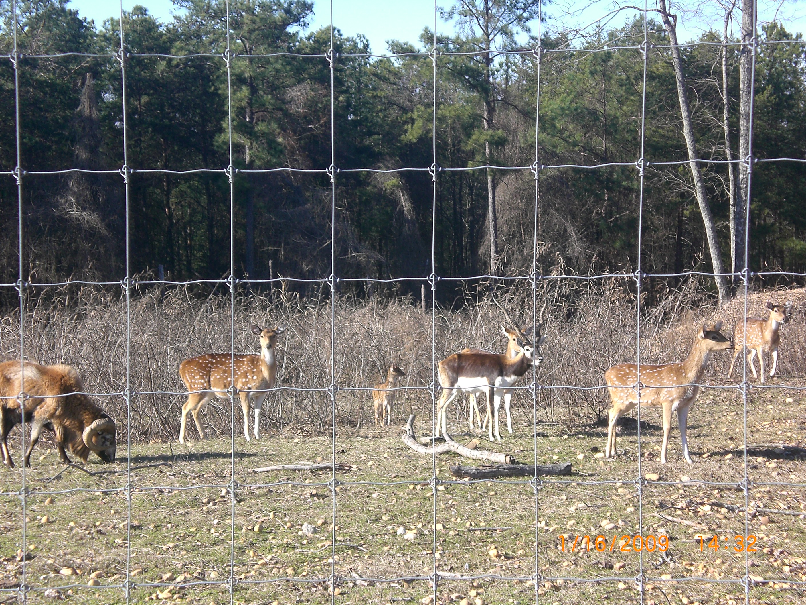 high tensile wire fence deer