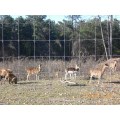 installing 8ft deer fence