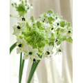 Ornithogalum Arabicum زهور الحشو المجففة
