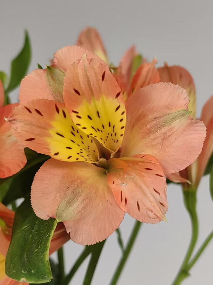 Orange Alstroemeria