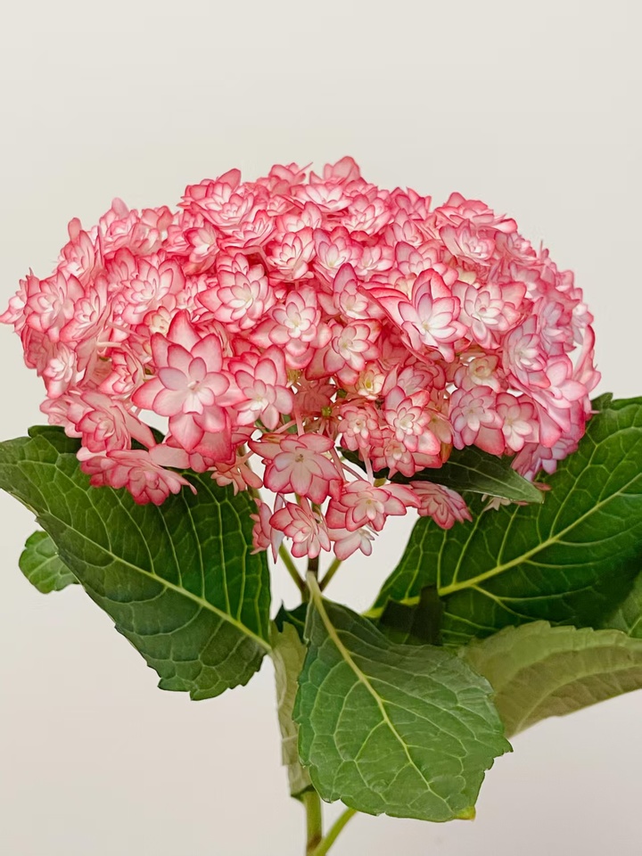 Luna Pink Double Hydrangea