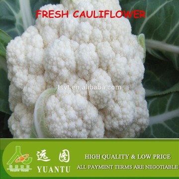 fresh cauliflower vegetable season in china