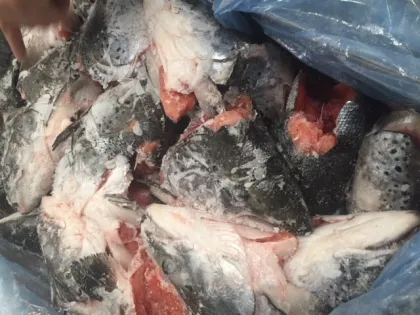 Frozen Salmon Heads 600g+