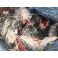 Frozen Salmon Heads 600g+