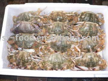 flower cover crab