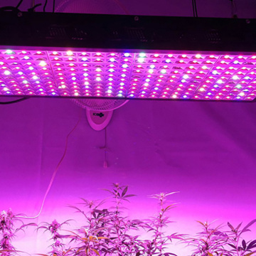 Greenhouse Hydroponic LED Growing Light