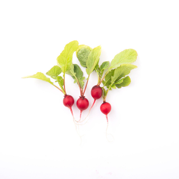 Fresh Cherry Radish for Export Supply