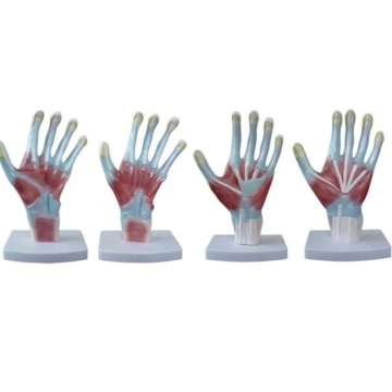 Darhmmy Anatomical Medical Hand Medical Medical Medical Medical Medical Medical Hand Model