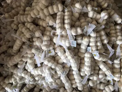 Normal white garlic/red garlic/purple garlic