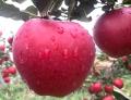 Red Delicious Huaniu Apple met de beste kwaliteit