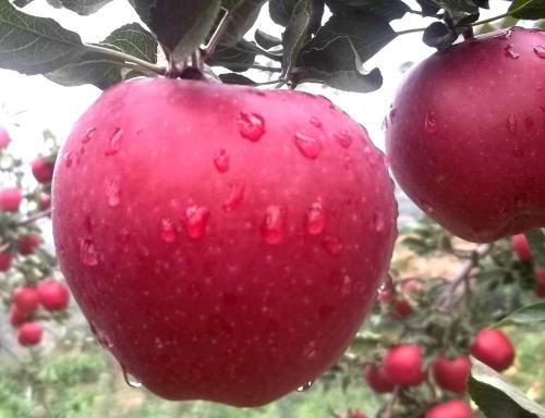 Red Delicious Huaniu Apple met de beste kwaliteit