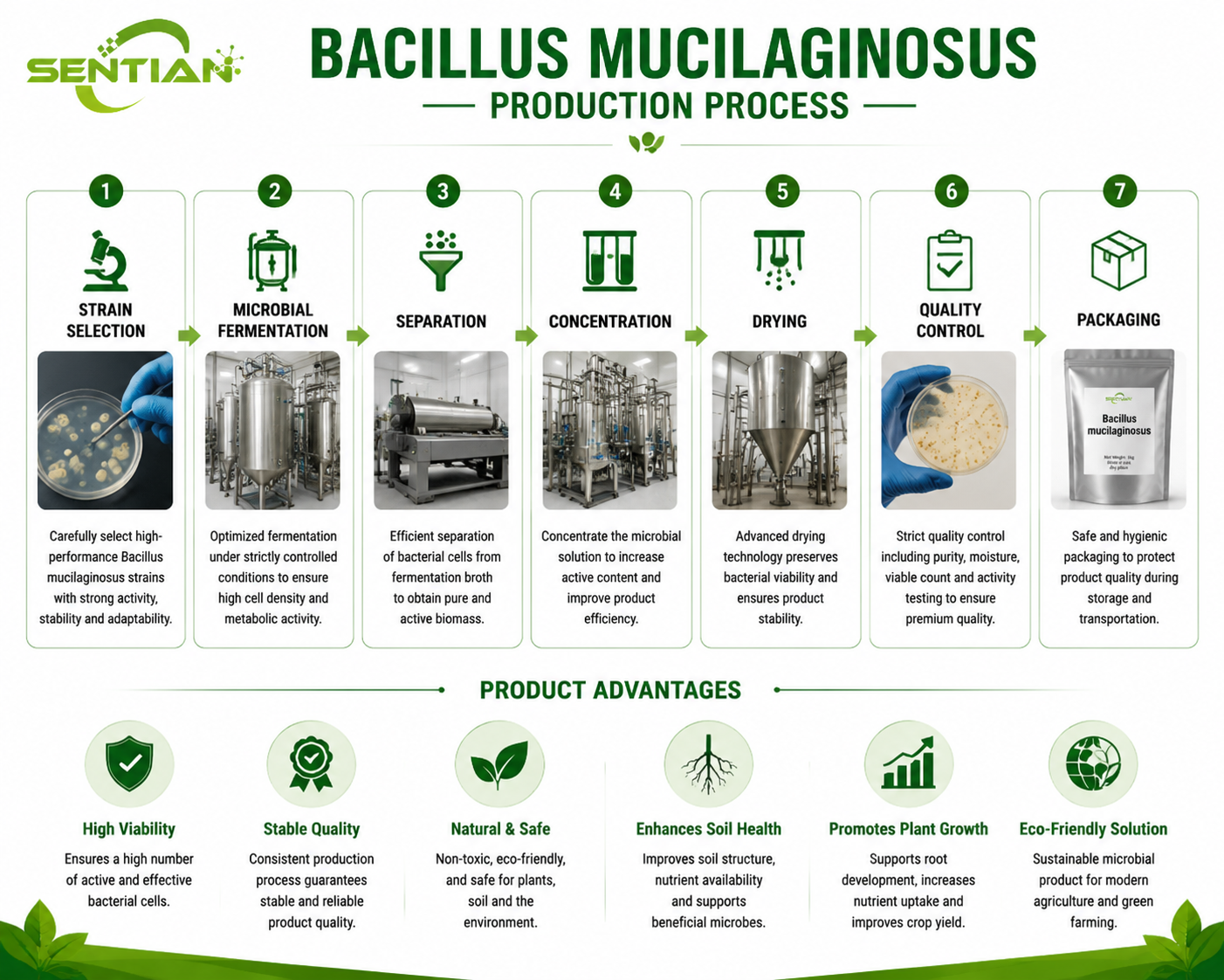 Bacillus mucilaginosus（1）