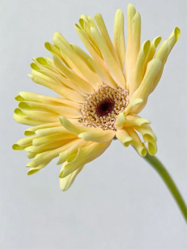 Gerbera Sweden standard chrysanthemum