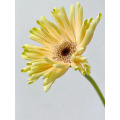 Gerbera সুইডেন স্ট্যান্ডার্ড chrysanthemum