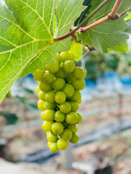Grapes