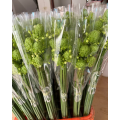 Ornithogalum Arabicum زهور الحشو المجففة