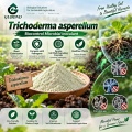 Trichoderma asperellum Microbial Powder لإدارة التربة والجذور