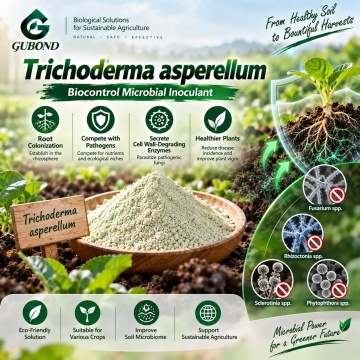 Trichoderma asperellum Microbial Powder لإدارة التربة والجذور