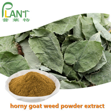 Penis Kräutermedizin Horny Goat Weed Pulver Extrakt