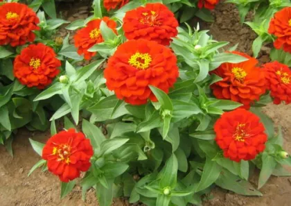 Zinnia Seeds for Garden