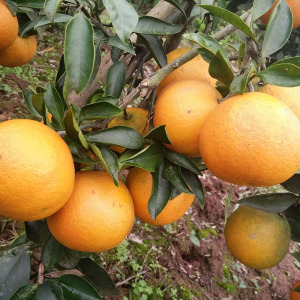 Mandarina fresca china / Cítricos / naranja azucarada