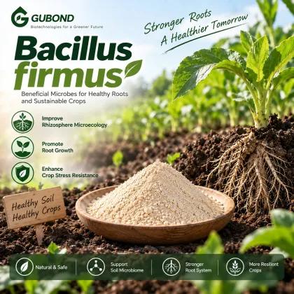 Bacillus firmus Probiotic Powder
