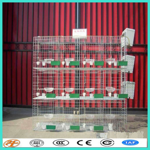 factory supply racing pigeons cages