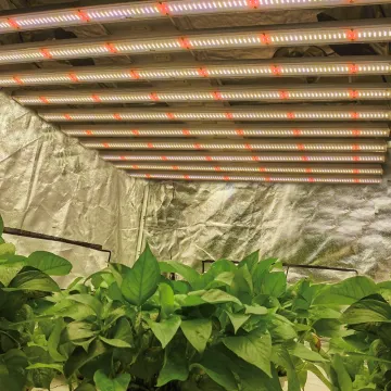 Indoor Full Spectrum 1200W Led Grow Light