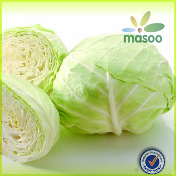 Wholesale Chinese Fresh cabbage in bulk, fresh vegetables, hot sale cabbage in 2014