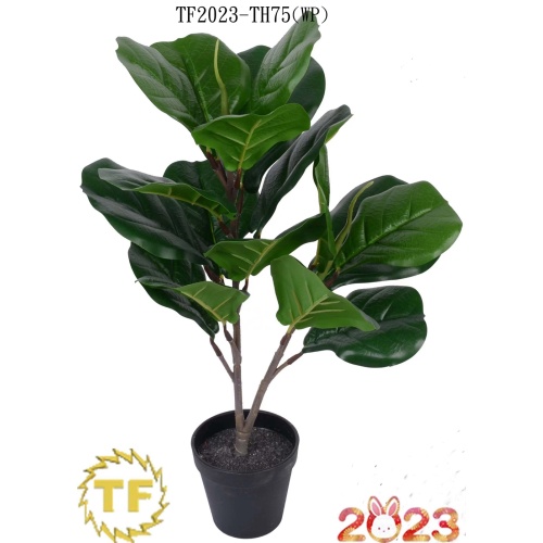 18 "Folh de folha de violino FIG BUSH