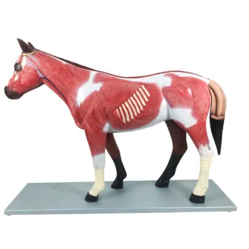 Equine Anatomy Model: Plastic B030 - Muscle Structure and Internal Organs