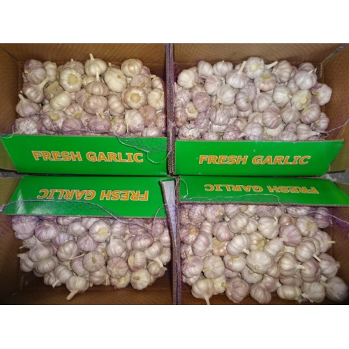 Hot Sale Frischer Knoblauch 2019