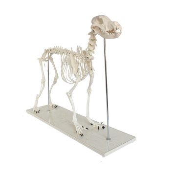 Life-Size Dog Skeleton Model - Hot Sale Anatomical Anatomy Medical Veterinary Tool