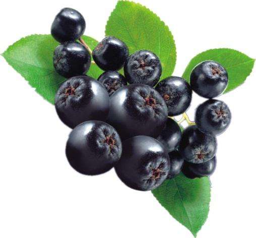 aronia berry powder